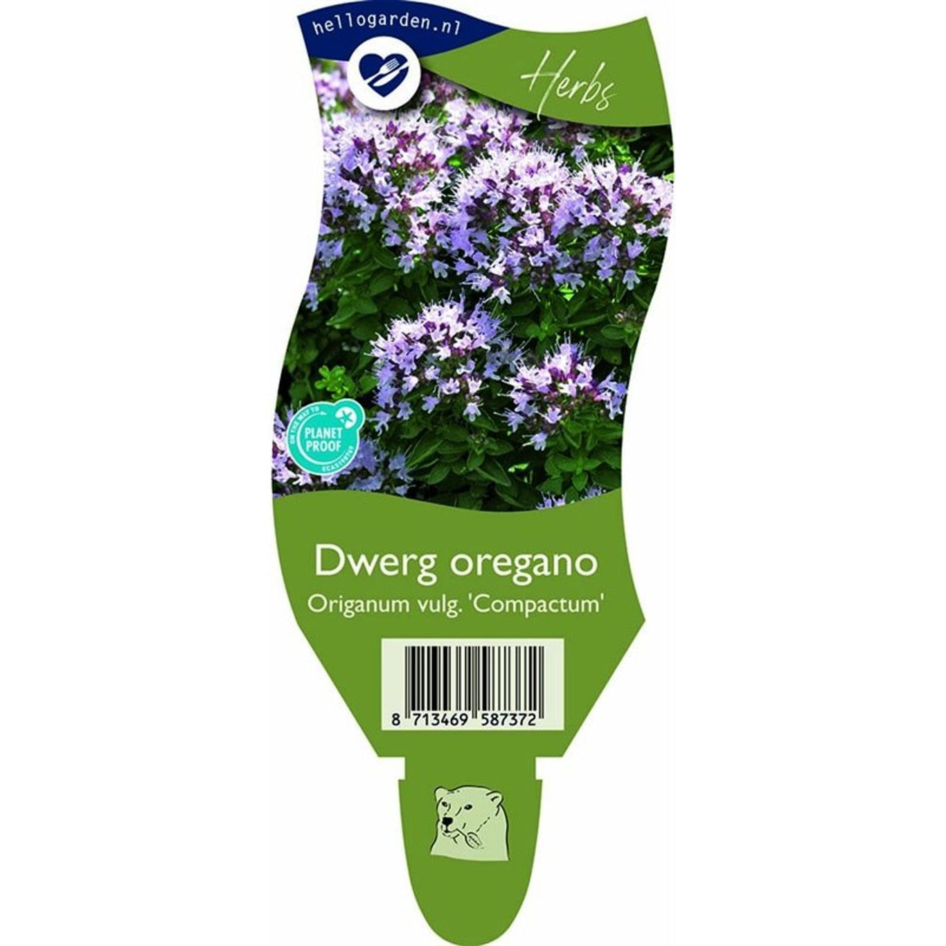 Oregano – Origanum vulgare 'Compactum' - P11